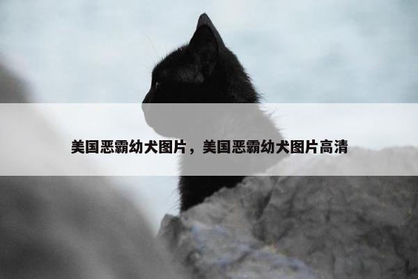 美国恶霸幼犬图片，美国恶霸幼犬图片高清