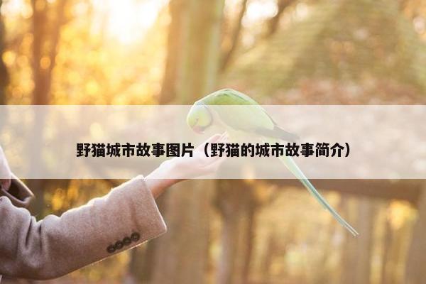 野猫城市故事图片（野猫的城市故事简介）