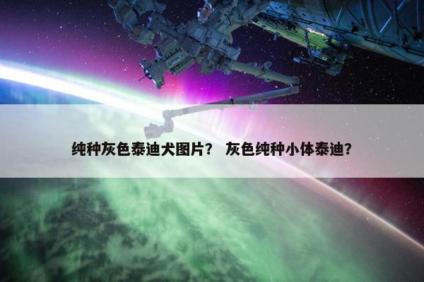 纯种灰色泰迪犬图片？ 灰色纯种小体泰迪？