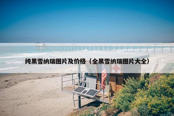 纯黑雪纳瑞图片及价格（全黑雪纳瑞图片大全）