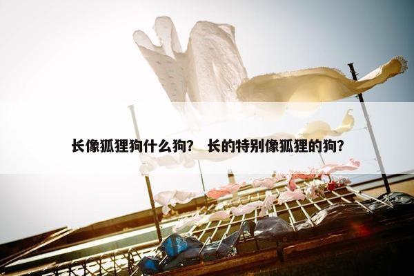 长像狐狸狗什么狗？ 长的特别像狐狸的狗？