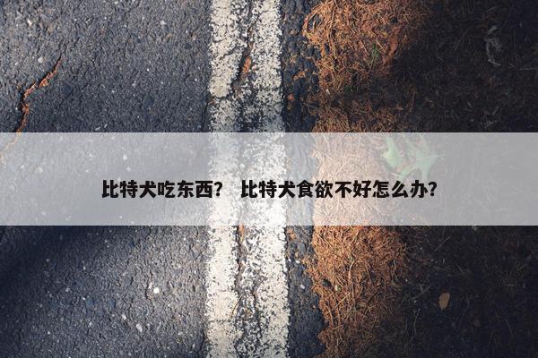 比特犬吃东西？ 比特犬食欲不好怎么办？