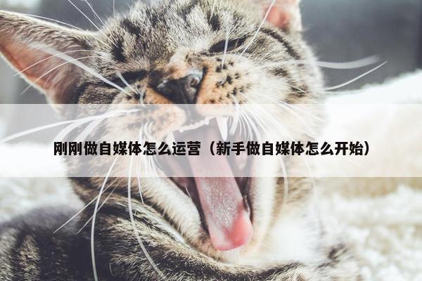 刚刚做自媒体怎么运营（新手做自媒体怎么开始）