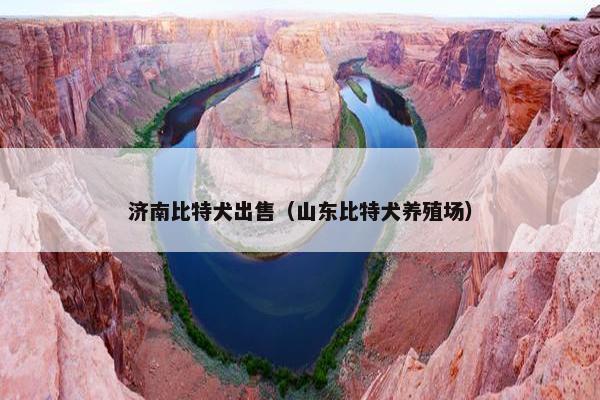 济南比特犬出售（山东比特犬养殖场）