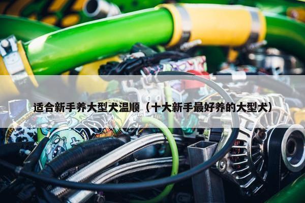 适合新手养大型犬温顺（十大新手最好养的大型犬）