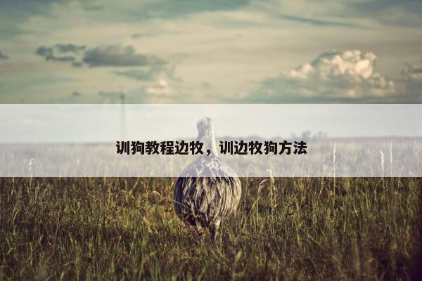 训狗教程边牧，训边牧狗方法