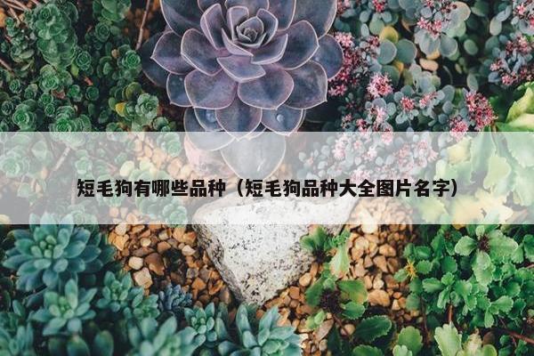 短毛狗有哪些品种（短毛狗品种大全图片名字）