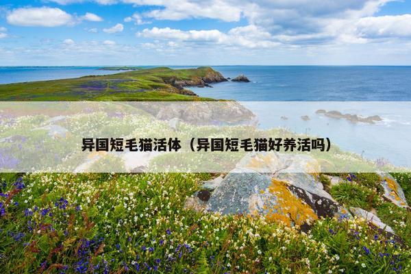 异国短毛猫活体（异国短毛猫好养活吗）