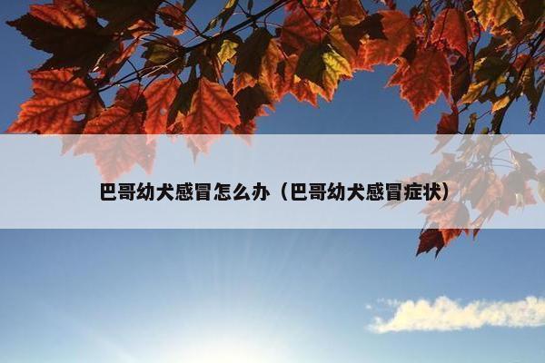 巴哥幼犬感冒怎么办（巴哥幼犬感冒症状）