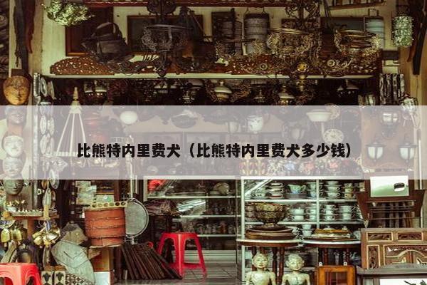 比熊特内里费犬（比熊特内里费犬多少钱）