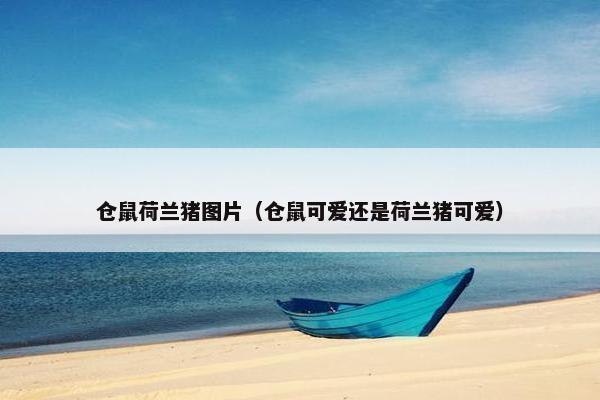 仓鼠荷兰猪图片（仓鼠可爱还是荷兰猪可爱）