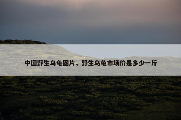 中国野生乌龟图片，野生乌龟市场价是多少一斤