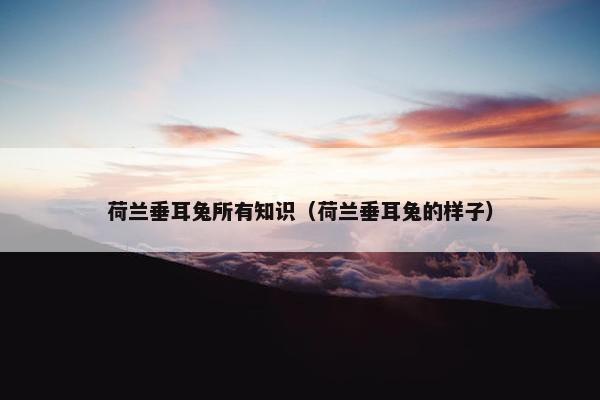 荷兰垂耳兔所有知识（荷兰垂耳兔的样子）