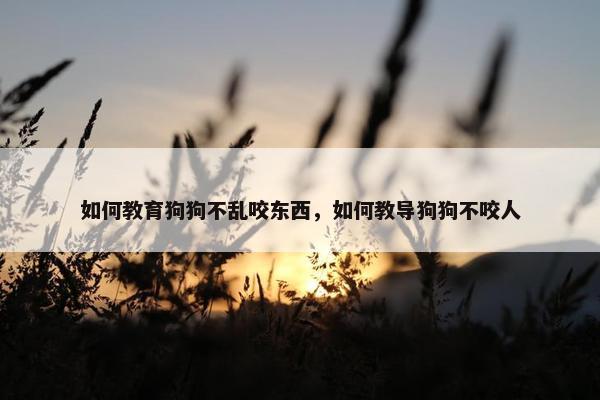 如何教育狗狗不乱咬东西，如何教导狗狗不咬人