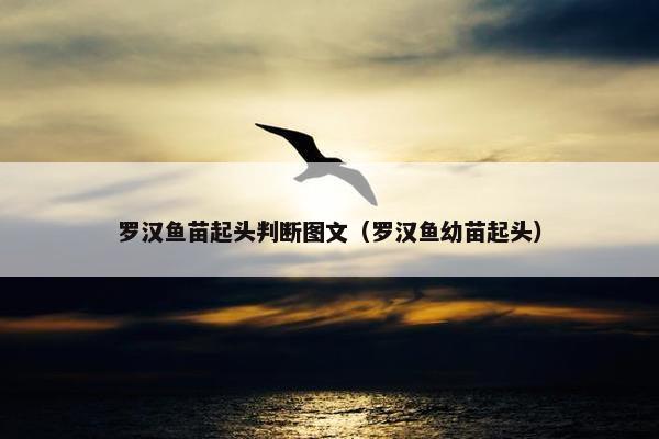 罗汉鱼苗起头判断图文（罗汉鱼幼苗起头）