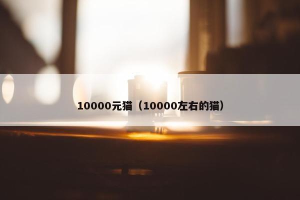 10000元猫（10000左右的猫）