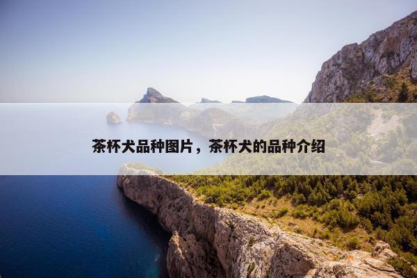茶杯犬品种图片，茶杯犬的品种介绍