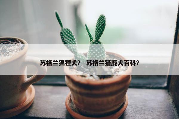 苏格兰狐狸犬？ 苏格兰猎鹿犬百科？