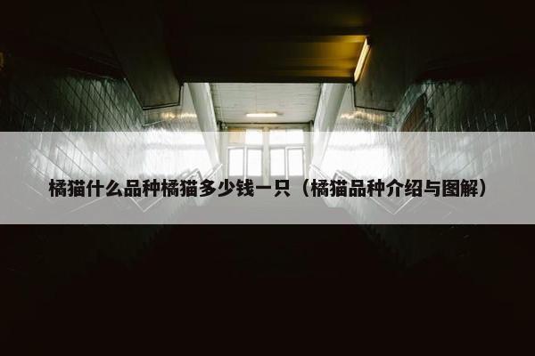橘猫什么品种橘猫多少钱一只（橘猫品种介绍与图解）