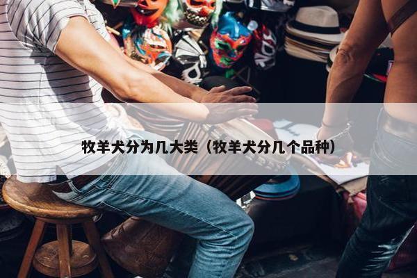 牧羊犬分为几大类（牧羊犬分几个品种）