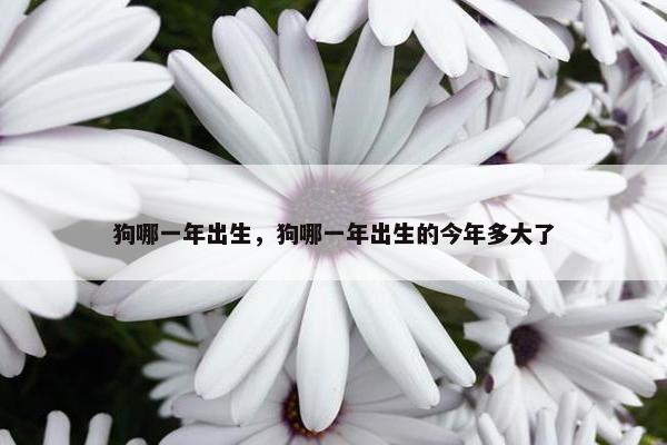 狗哪一年出生，狗哪一年出生的今年多大了