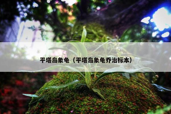 平塔岛象龟（平塔岛象龟乔治标本）