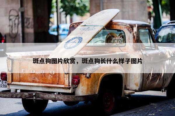斑点狗图片欣赏，斑点狗长什么样子图片