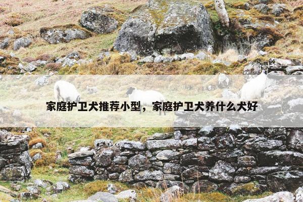 家庭护卫犬推荐小型，家庭护卫犬养什么犬好