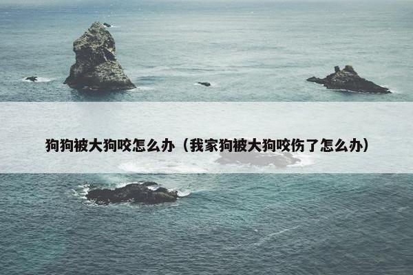 狗狗被大狗咬怎么办（我家狗被大狗咬伤了怎么办）