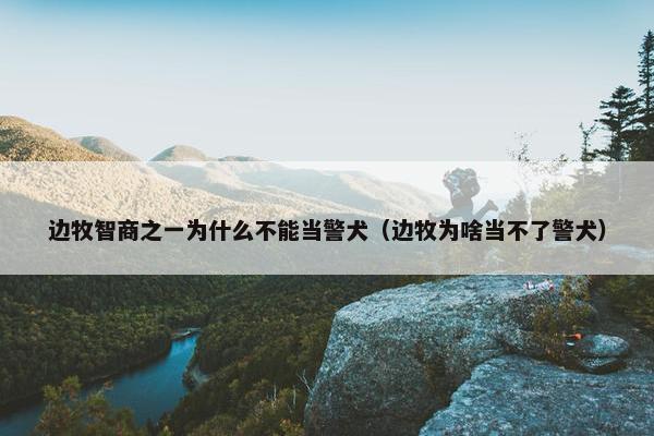 边牧智商之一为什么不能当警犬（边牧为啥当不了警犬）