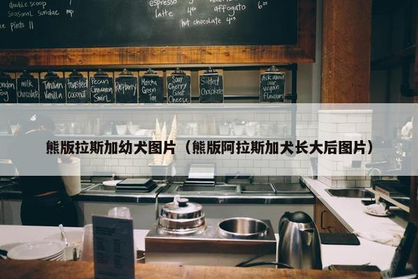 熊版拉斯加幼犬图片（熊版阿拉斯加犬长大后图片）