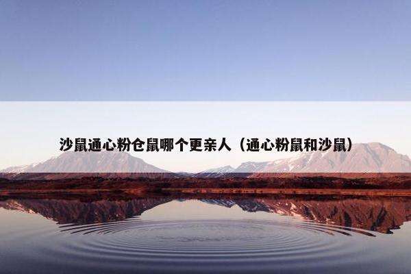 沙鼠通心粉仓鼠哪个更亲人（通心粉鼠和沙鼠）