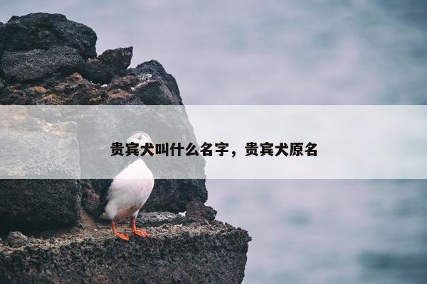 贵宾犬叫什么名字，贵宾犬原名