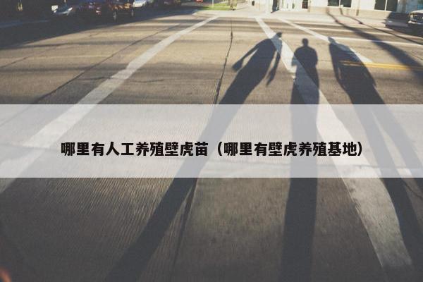 哪里有人工养殖壁虎苗（哪里有壁虎养殖基地）