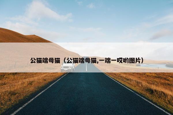 公猫端母猫（公猫端母猫,一端一哎哟图片）
