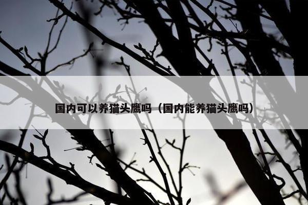 国内可以养猫头鹰吗（国内能养猫头鹰吗）