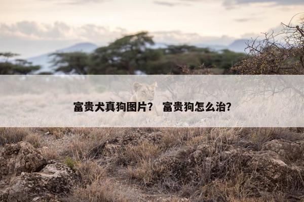 富贵犬真狗图片？ 富贵狗怎么治？