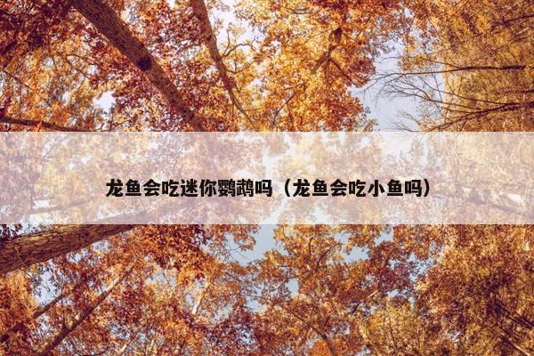 龙鱼会吃迷你鹦鹉吗（龙鱼会吃小鱼吗）