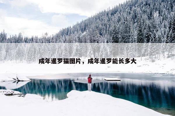 成年暹罗猫图片，成年暹罗能长多大