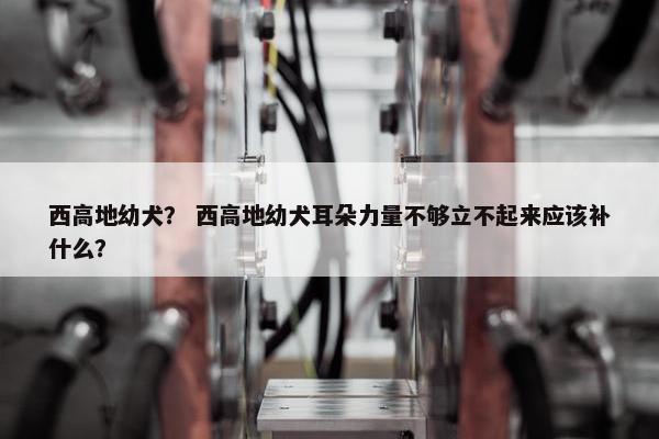 西高地幼犬？ 西高地幼犬耳朵力量不够立不起来应该补什么？
