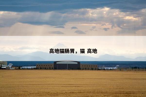 高地猫肠胃，猫 高地