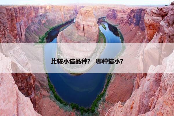 比较小猫品种？ 哪种猫小？