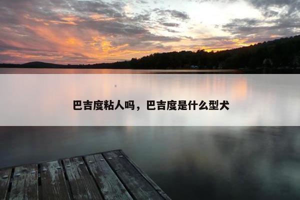 巴吉度粘人吗，巴吉度是什么型犬