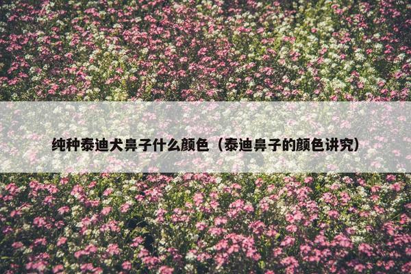 纯种泰迪犬鼻子什么颜色（泰迪鼻子的颜色讲究）