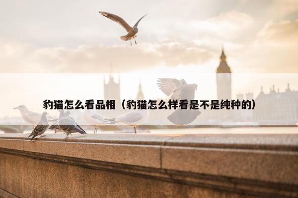 豹猫怎么看品相（豹猫怎么样看是不是纯种的）