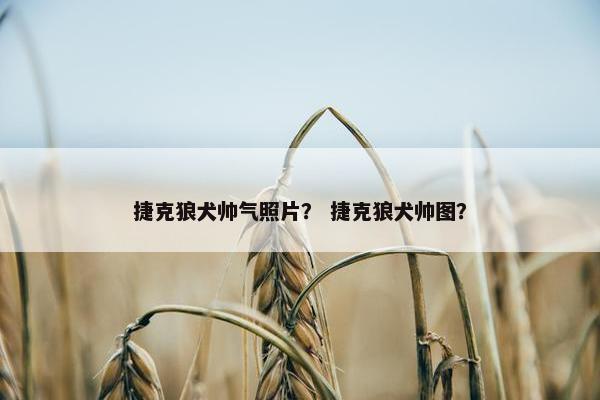 捷克狼犬帅气照片？ 捷克狼犬帅图？