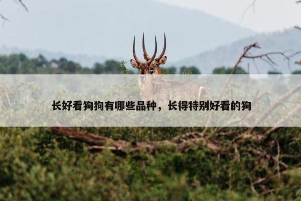 长好看狗狗有哪些品种，长得特别好看的狗