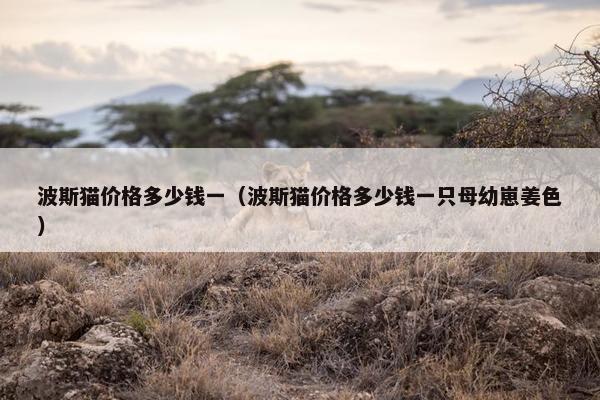 波斯猫价格多少钱一（波斯猫价格多少钱一只母幼崽姜色）