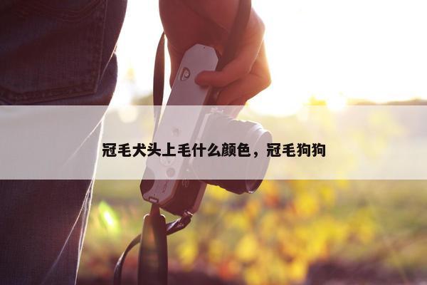 冠毛犬头上毛什么颜色，冠毛狗狗