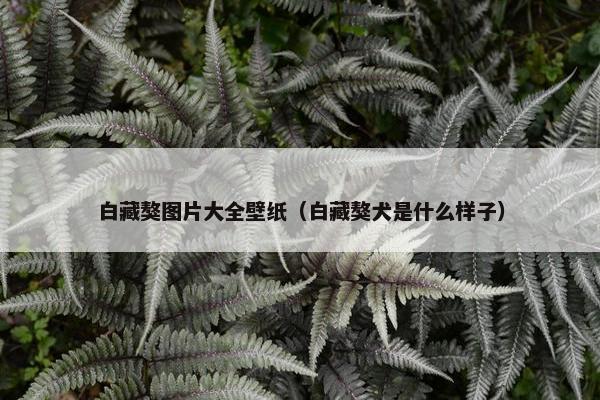 白藏獒图片大全壁纸（白藏獒犬是什么样子）